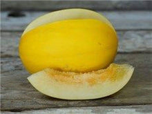 Korean Melon Seeds (Cucumis melo) for a fresh homegrown crop from the urban gardens and raised beds