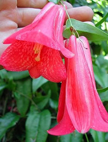 Rare Chilean Bellflower Seeds for a colorful addition to any planting