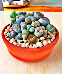 Living Stone Lithops Seeds (Karasmontana succulent) for low-maintenance growing in the indoor pots and decorative rock gardens