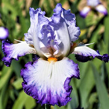 Orchid Iris Seeds (Iris germanica) for growers establishing the Bonsai Flower Bed