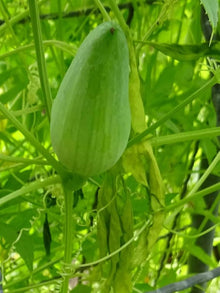Cyclanthera Pedata Seeds (Cyclanthera pedata) for climbing cover in the vegetable patches and climbing gardens