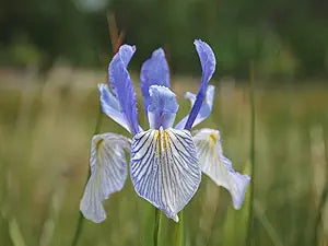 Blue Iris Iris missourensis flower seeds for planting in ornamental flower beds and borders