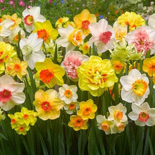 Daffodil Narcissus Pseudonarcissus Mixed Seeds known for spring Outdoor Landscaping