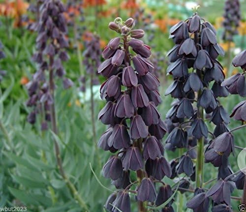 Fritillaria Fritillaria meleagris flower seeds for planting in ornamental beds or woodland gardens - for planting in home garden
