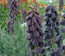 Foxglove Digitalis purpurea and Fritillaria imperialis flower seeds for planting in home garden beds - for planting in home garden