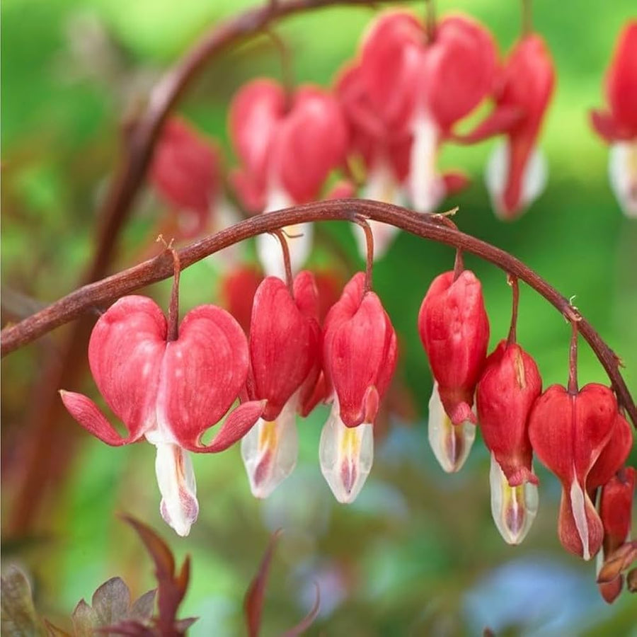 Bleeding Heart Lamprocapnos Spectabilis Seeds for planting in shade garden
