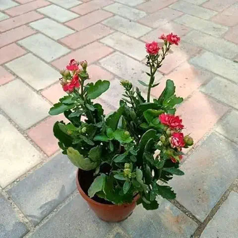 Lily of the Valley Brown Easy Grow Plant - for planting in home garden