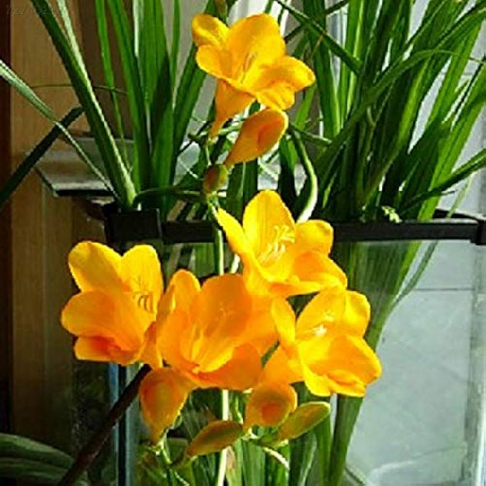 Yellow Sunrise Amaryllis Seeds for planting in flower bed