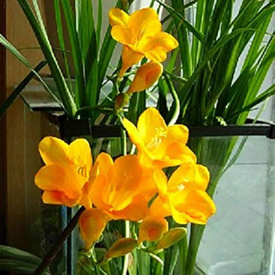 Yellow Sunrise Amaryllis Seeds for planting in flower bed