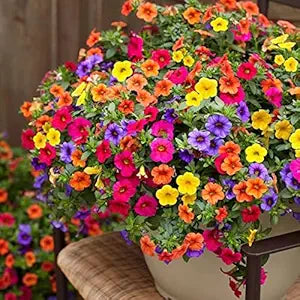 Pink Cyclamen Flower - for planting in home garden