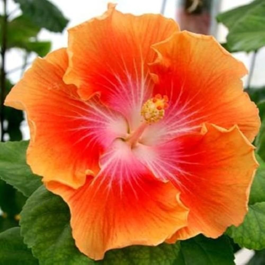 Hibiscus Hibiscus Moscheutos Rare Giant Orange Yellow Flower Seeds for Planting – Suitable for Large Garden Borders