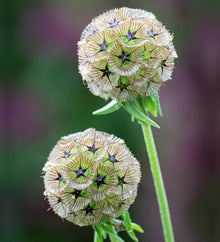 Drumstick Scabiosa Starry Seeds for reliable seasonal color
