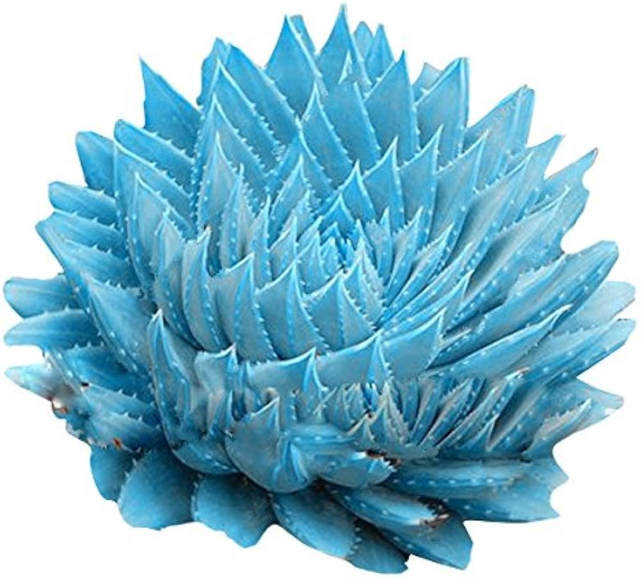 Cactus Cactaceae family Blue variety succulent seeds for planting in indoor pots or rock gardens - for planting in home garden