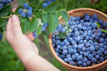 Blueberry Seeds for sweet homegrown fruit in the Garden
