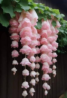 Begonia Seeds for reliable seasonal color