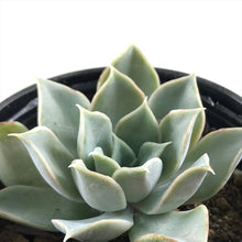 Echeveria Agavoides Romeo Ruby Succulent Seeds valued for indoor Plants