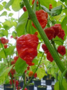 Katie Chile Capsicum Chinense Seeds for gardeners building out beds and borders