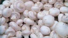Mushroom Plant Seeds (Rungia klossii) for a lasting display in the Herb Garden