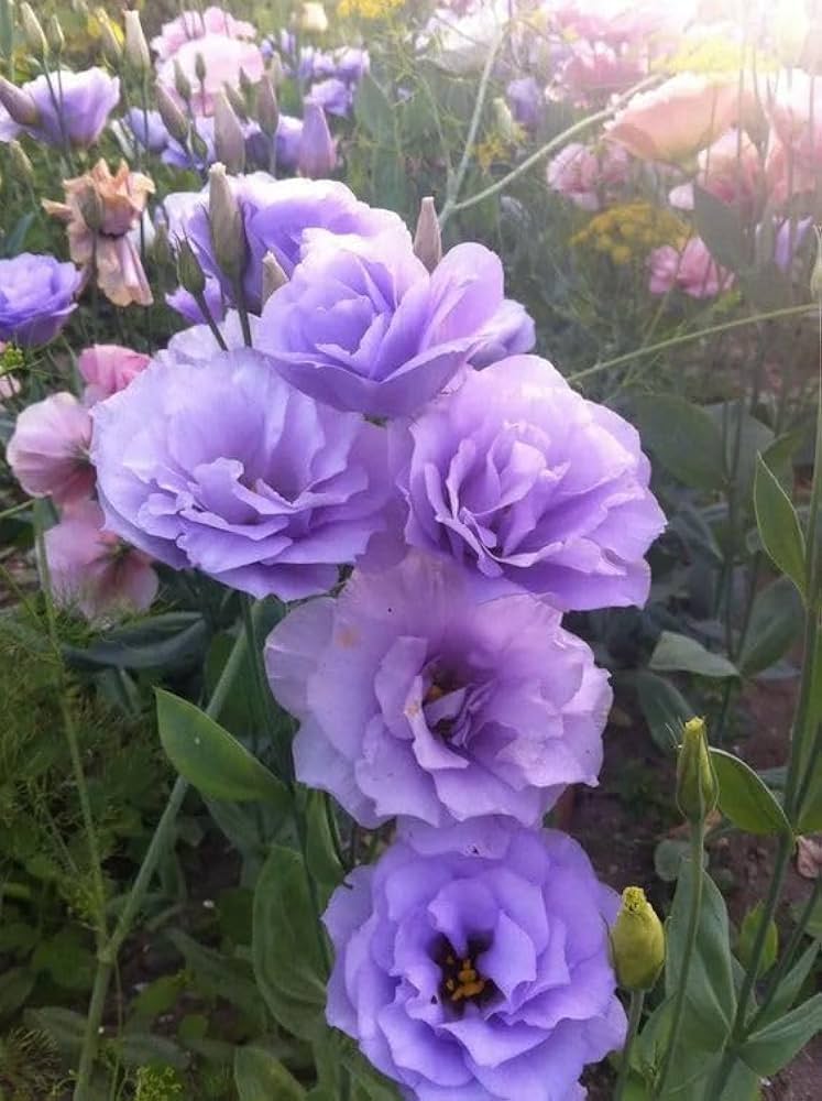 Lisianthus Eustoma Grandiflorum Blue Echo Flower Seeds for Planting – Ideal for Backyard Gardening and Cut Flowers