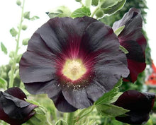 Black Nigra Hollyhock Perennial Seeds for gardeners building out beds and borders