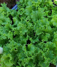 Waldmans green leaf lettuce seeds