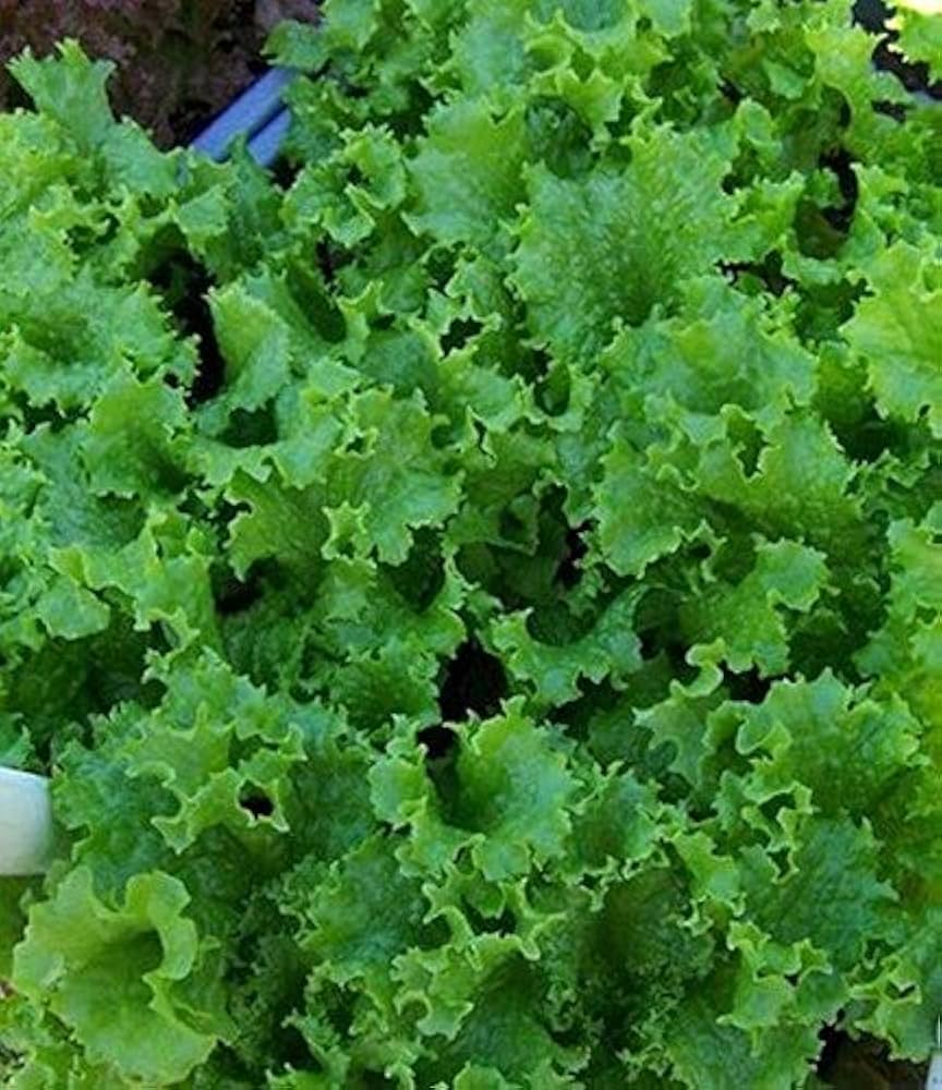 Waldmans green leaf lettuce seeds