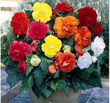Mixed Begonia Seeds valued for colorful Bonsai Flower Blooms