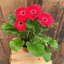 Gerbera Daisy Seeds (Gerbera jamesonii) for seasonal color across the flower beds and indoor planters