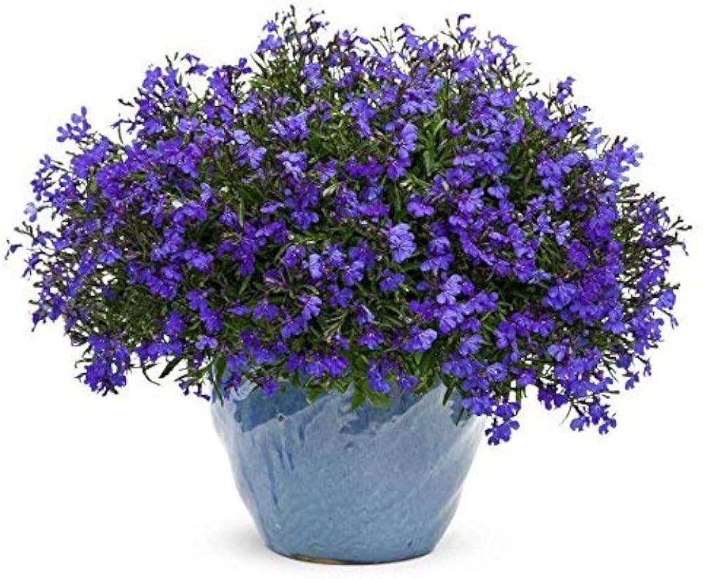 Lobelia Cobalto Blu seeds (Lobelia erinus) for perennial border planting