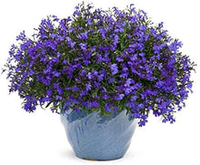 Lobelia Cobalto Blu seeds (Lobelia erinus) for perennial border planting