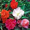 Impatiens Impatiens balsamina Garden Balsam flower seeds for planting in shaded garden or pots - for planting in home garden