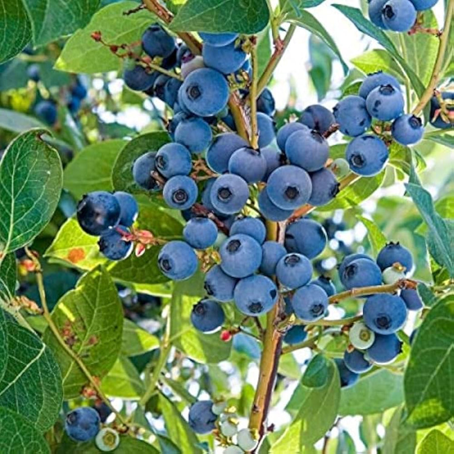 Blueberry Vaccinium corymbosum American bush seeds for planting in backyard garden or edible landscape - for planting in home garden