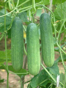 Dutch Cucumber Seeds for growers stocking the Vegetable Home Garden