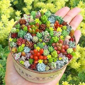 Mini Rainbow Bonsai Flower Seeds â€“ Vibrant Blossoms in Compact Form