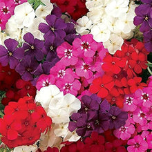 Cherry Caramel Phlox Seeds for growers wanting a homegrown harvest