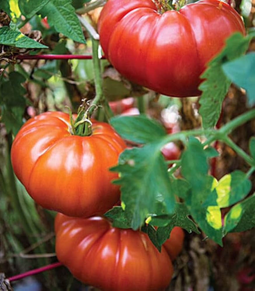 Tomato Sandwiches for planting in home garden.