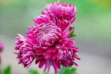 Pink Chrysanthemum Seeds for a colorful addition to any planting