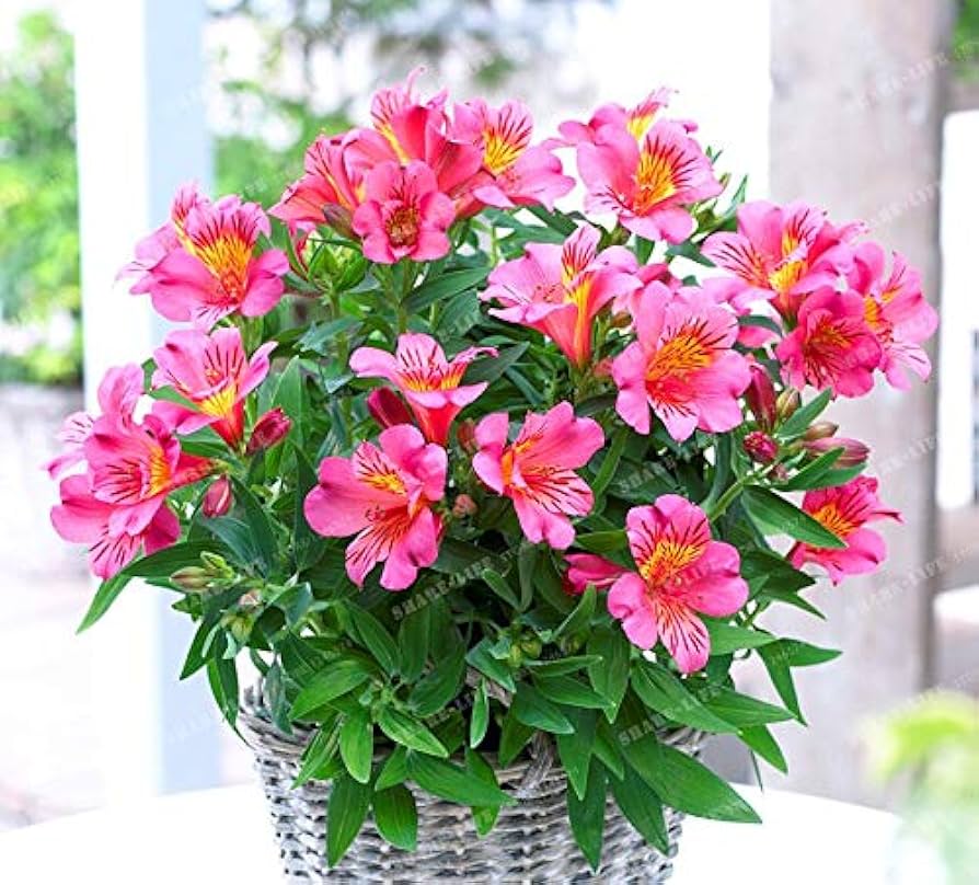 Alstroemeria Mix (Alstroemeria spp.) seeds for garden planting