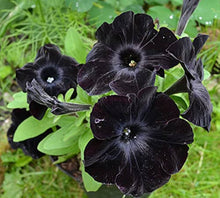 Tulip Petunia Seeds (Petunia hybrida) for growers filling out the Balcony Flower Bed