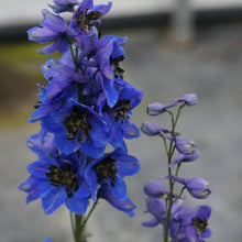 Delphinium Delphinium Elatum Flower Seeds for Planting – Suitable for Backyard Gardening and Cottage Garden Style