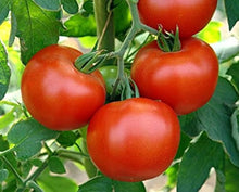 Plant Seeds (Druzba tomato) for growers stocking a kitchen garden