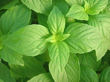 Lemon Basil Seeds for growers planting the Herb Garden & Vegetable Patch