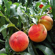 Peach Seeds (Prunus persica) for a sweet addition to the home orchard