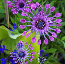 Osteospermum Seeds for a bright addition to the Potted Flower Garden
