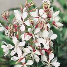 Gaura Seeds for seasonal color across the Gaura bed wildflower garden
