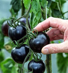 Black Diamond Cherry Tomato Seeds for home growers seeking a reliable harvest