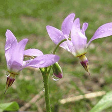 Plant Seeds (Shooting star) for a bright addition to the shaded garden beds or natural wildflower spaces