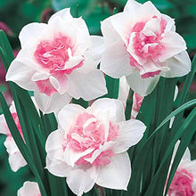 Pink Daffodil Narcissus Spp. Seeds for gardeners building out beds and borders