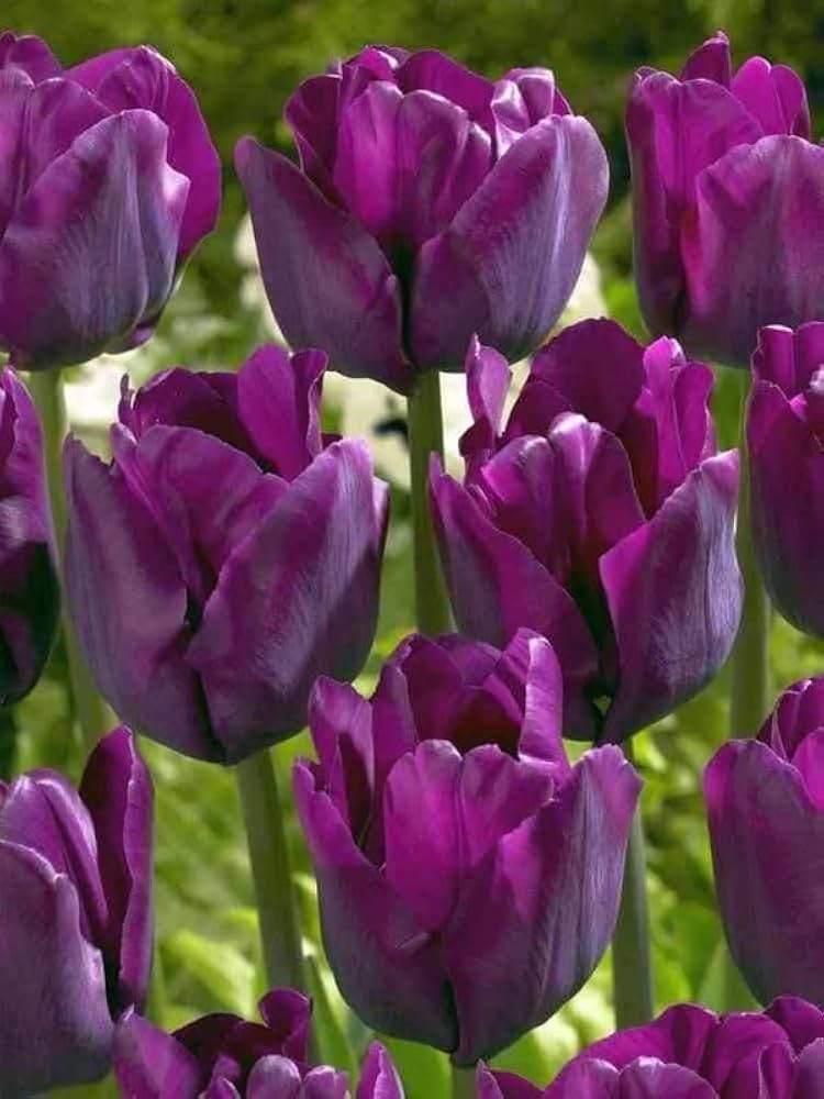 Rare Purple & White Tulip Bulbs â€“ Striking Spring Blooms for Elegant Displays