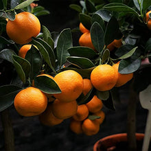 Orange Seeds for growers planting the Citrus garden fruit patch